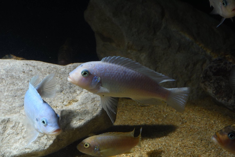 Maylandia callainos 'Chidunga Rocks'